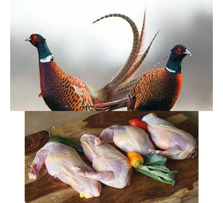 خواص قرقاول کلیک کنید(کد173) شیلات مهدی زاده - همراه 09155159391